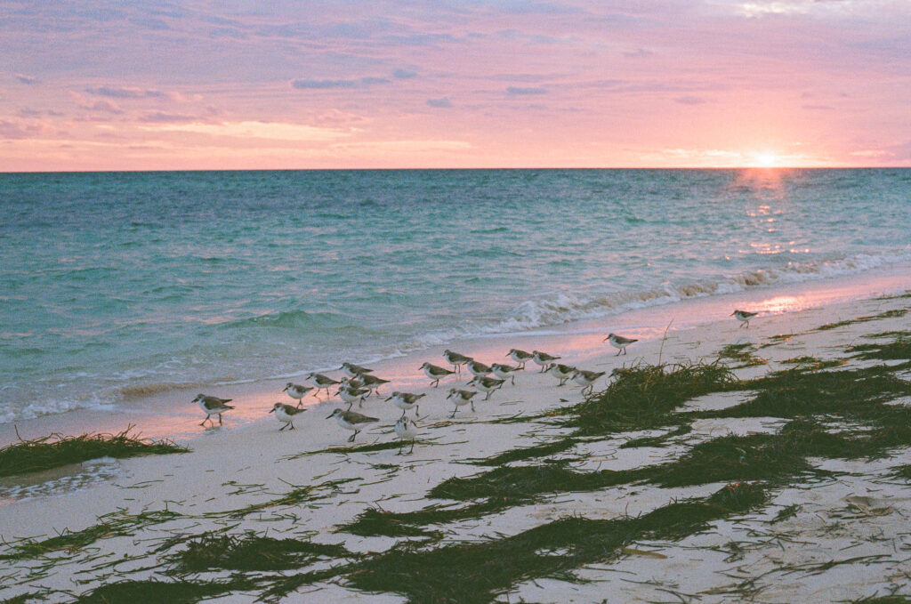 Seagulls at sunset on 35mm film 