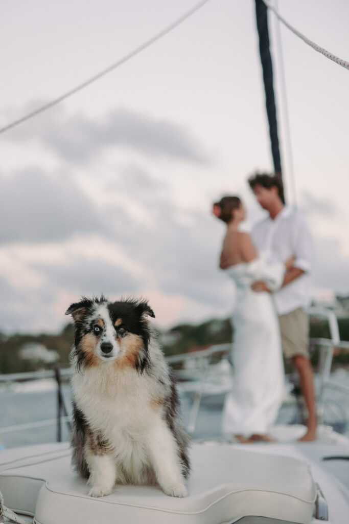 Dog in focus while bride and groom embrace in the background