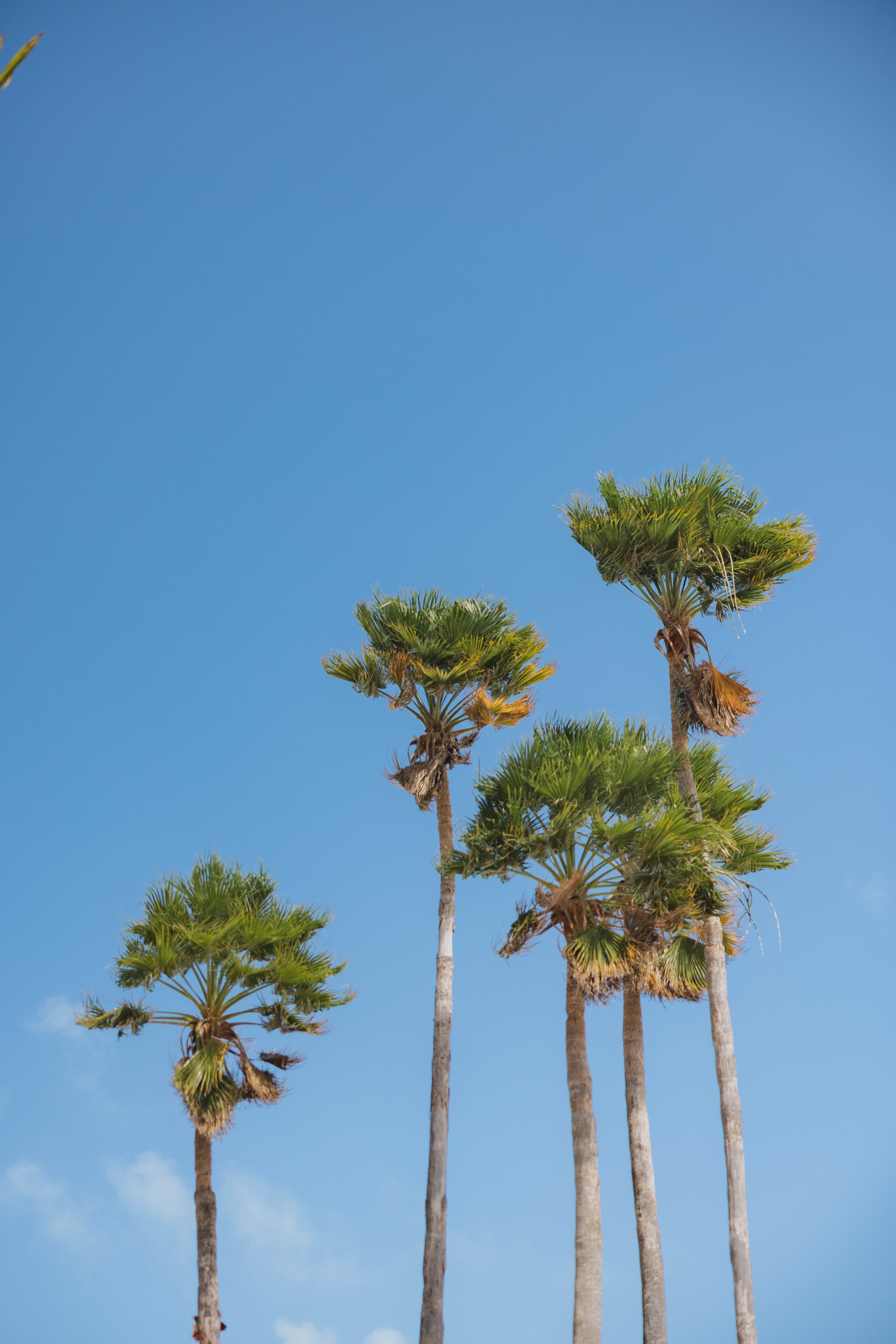 Bright green palm trees against a light blue sky