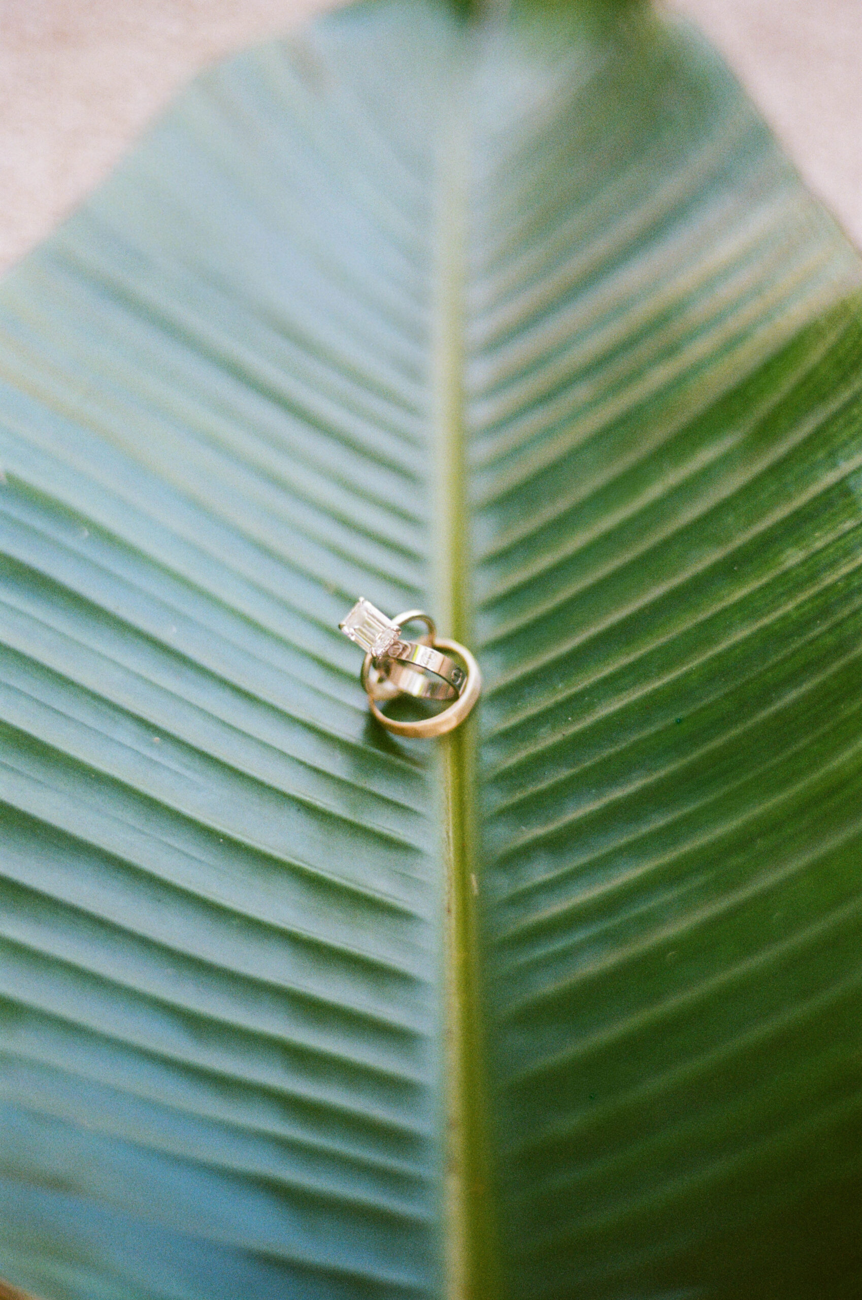Close up shot of the rings on a palm leaf